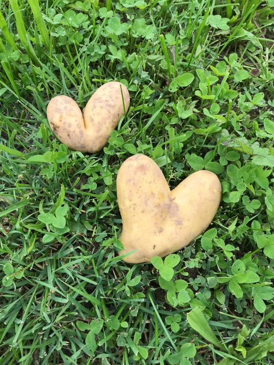 Kartoffeln in Herzform